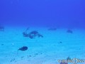 scuba diving photo