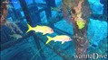 scuba diving photo