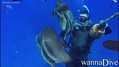 scuba diving photo