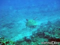 scuba diving photo