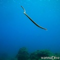 scuba diving photo