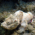 scuba diving photo