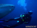 scuba diving photo