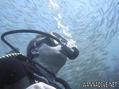 scuba diving photo
