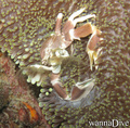 scuba diving photo