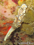 scuba diving photo