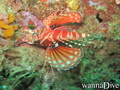 scuba diving photo