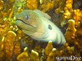 scuba diving photo