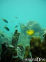scuba diving photo