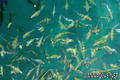scuba diving photo