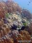 scuba diving photo