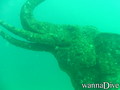 scuba diving photo