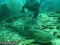 scuba diving photo