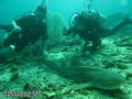 scuba diving photo