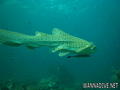 scuba diving photo