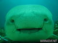 scuba diving photo