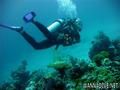 scuba diving photo