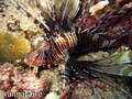 scuba diving photo