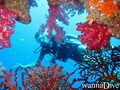 scuba diving photo