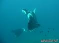 scuba diving photo