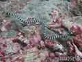 scuba diving photo