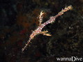 scuba diving photo