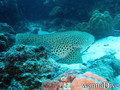 scuba diving photo