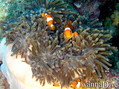 scuba diving photo