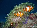 scuba diving photo