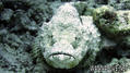 scuba diving photo