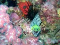 scuba diving photo