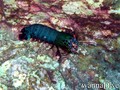scuba diving photo