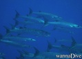 scuba diving photo