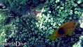 scuba diving photo