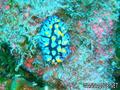 scuba diving photo