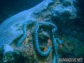 scuba diving photo