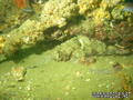 scuba diving photo