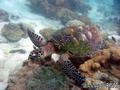 scuba diving photo