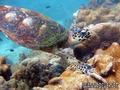 scuba diving photo