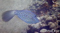 scuba diving photo