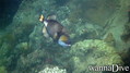 scuba diving photo