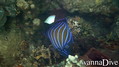 scuba diving photo
