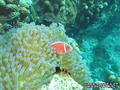 scuba diving photo