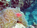scuba diving photo