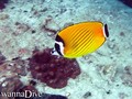 scuba diving photo
