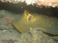 scuba diving photo