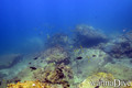 scuba diving photo
