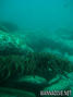 scuba diving photo