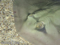 scuba diving photo