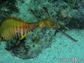 scuba diving photo